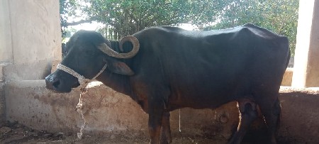 પારેટી ભેંશ વેચવાની છે
