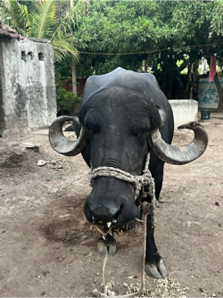 ભેસ વેચવાની છે 2 વેતર