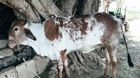 ગાય વેચવાની છે