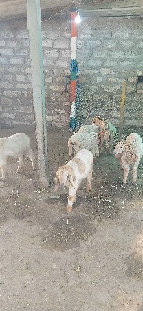 બકરા વેચવાના છે