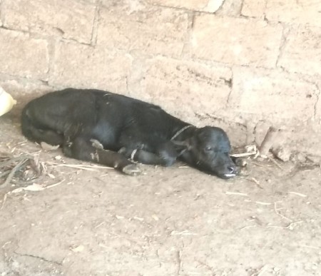 પાડો દેવાનો છે