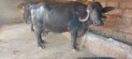 રાળા.નાજાભાઈ