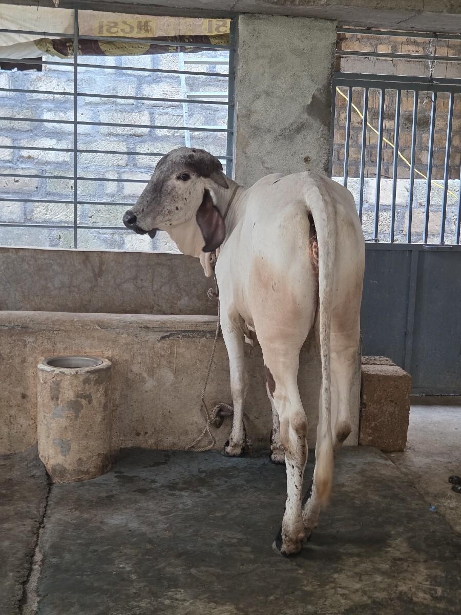 ગીર  લીલડી ઓડકી વેસવાની છે