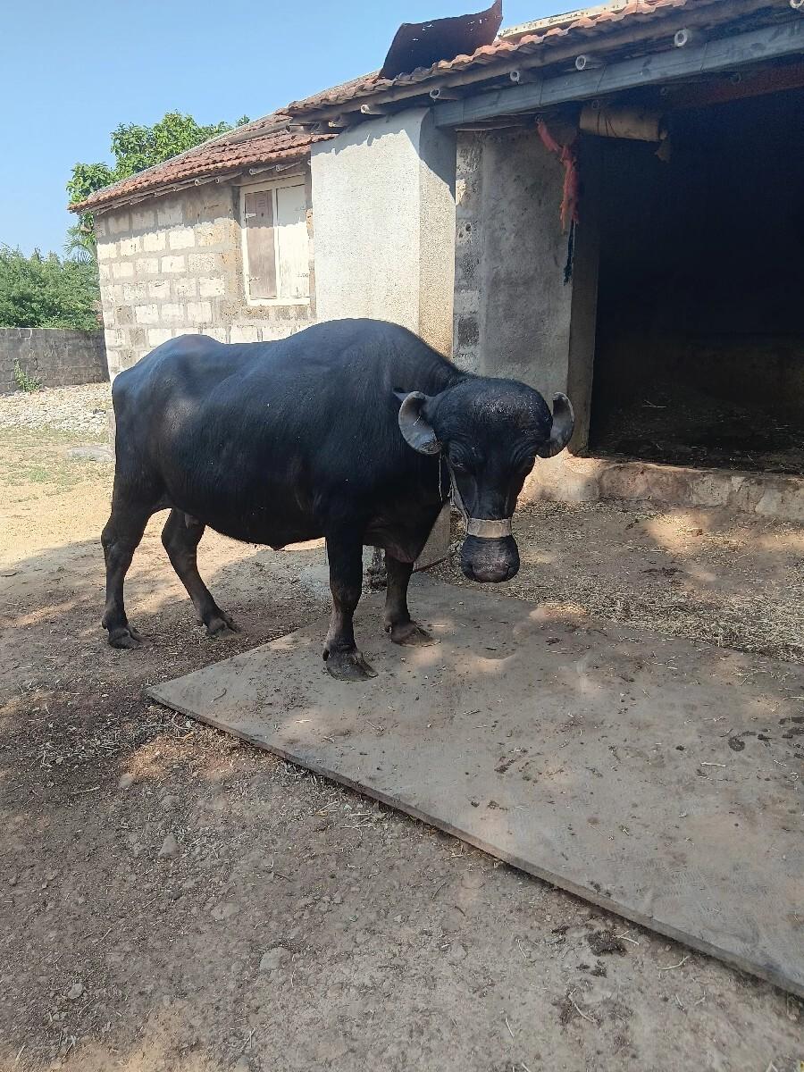 ખડેલી વેચવાની છે