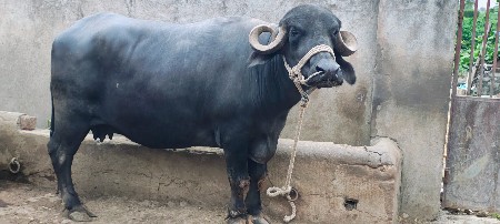 ભેંસ વેચવાની છે
