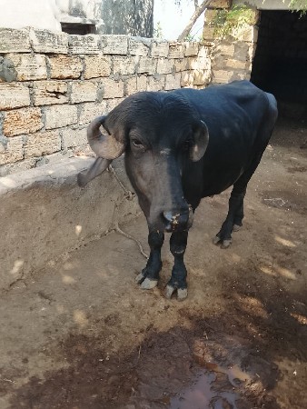 પાડો
