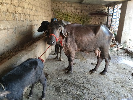 ચાર4 લીટર દૂધ પેલું વેતર 20 દિવસની