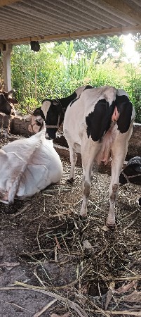 હાંફ ગાય