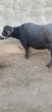 ભેંસ વેસવા ની સે