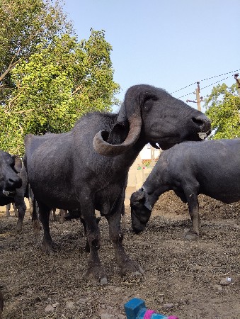 એક ગાય એક ભેશ બેયને પરથી વીશદીની