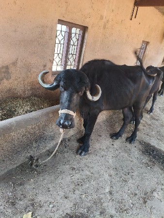 તન વરસનું છે