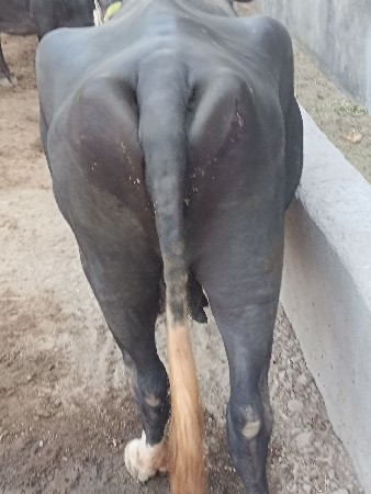 ભેંસ વેચવાની છે