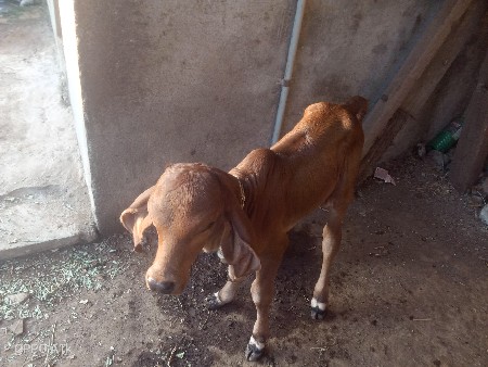 ગાય