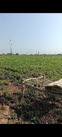 માડવૉ વૅચવાનૉ છૅ