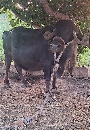 ભેશ વેચવાની છે