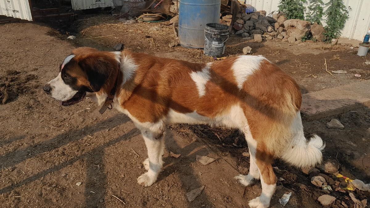 Saint Bernard for covering