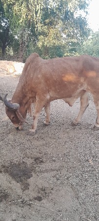 બળદ વેચવાના છે