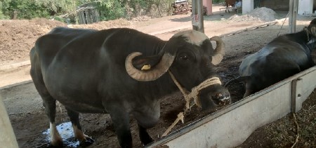 3ભેસુ વેચવાની છે