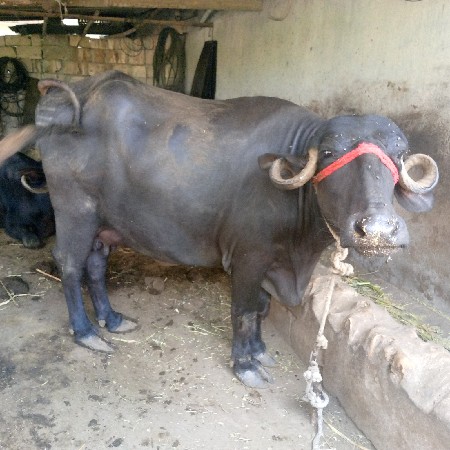 ર વેતર ખડેલી છે