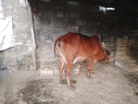 ગાય વેચવા ની છે