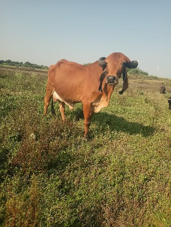 દેશી,ગીર,ગાય,વેચવછૈ
