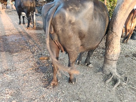 પહેલા વેતરમાં ખડેલી છે
