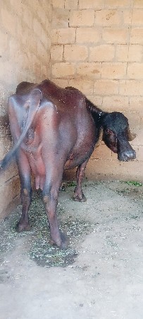 ભેંશ