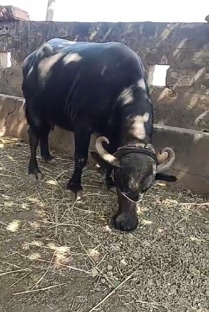 ભેંસ વેચવાની છે