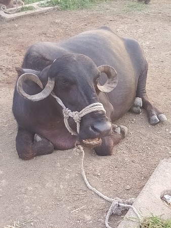 ભેંસ વેચવાની છે