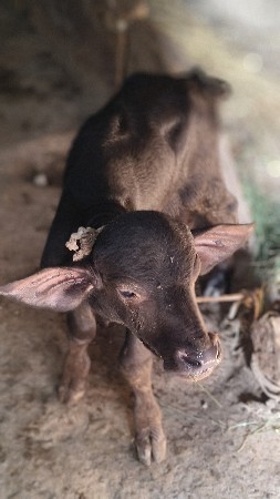 પાડો વેચવાનો