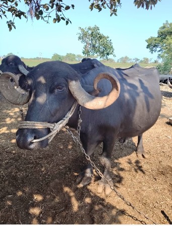 ત્રીજું વેતર