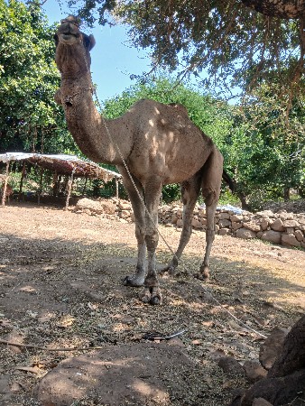 સાઢીયો વેસવા નો છે
