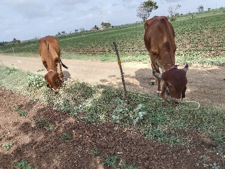 ગોઢલા વેચવાના છે