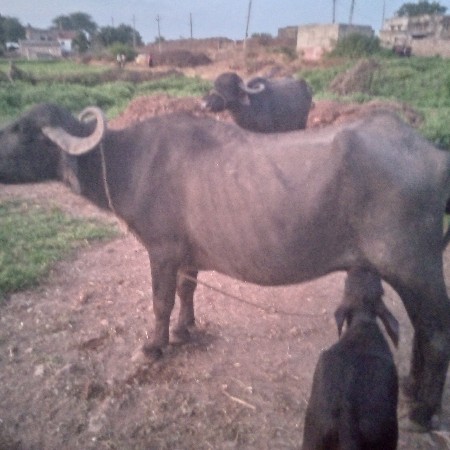 બે ભેંસો વેચવાની છે નીચે પાડી છે