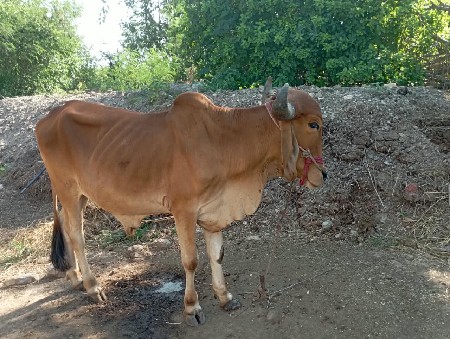 બળદ વેચવાના છે