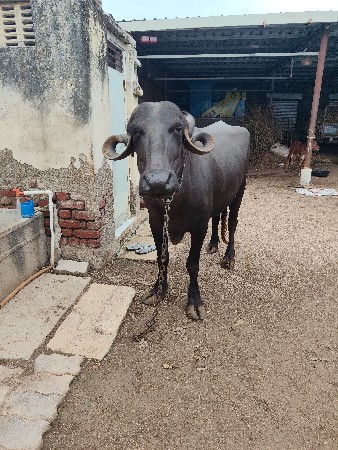 આ ભેંસ વેચવાની છે