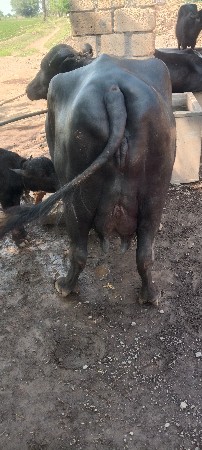 ભેંસ વેચવાની છે