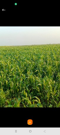 સોયાબીન નો પાલો