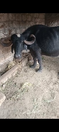 65000 ત્રીજું વેતર