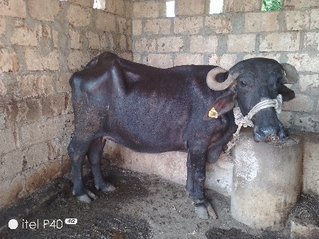 પેલા વેતર ની ખડેલી વેચવાની છે