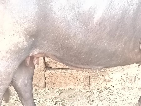 ભેંશ વેશવાની છે --3 જુ વેતર