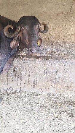 ભેંસ વેચવાની છે