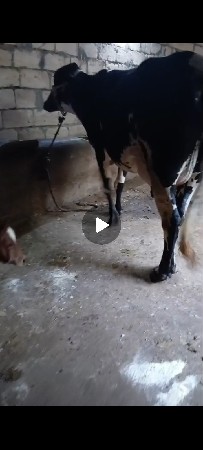 ક્રોસ ગાય વેચવાની સે