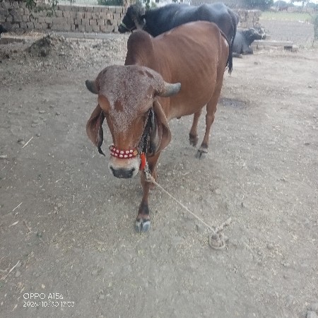 ગાય