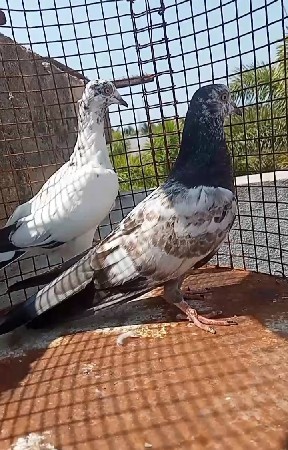 3 કબુતર