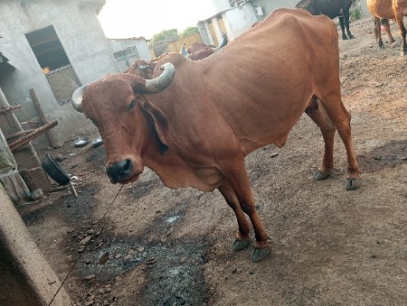 ગાય વેચવાની છે