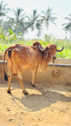 ગાય વેચવા ની છે