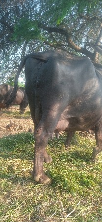 ભેંસ વેચવાની છે