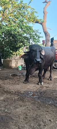 ભેંસ વેચવાની છે