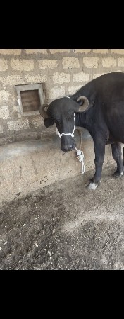 ભેસ વેચવાની છે